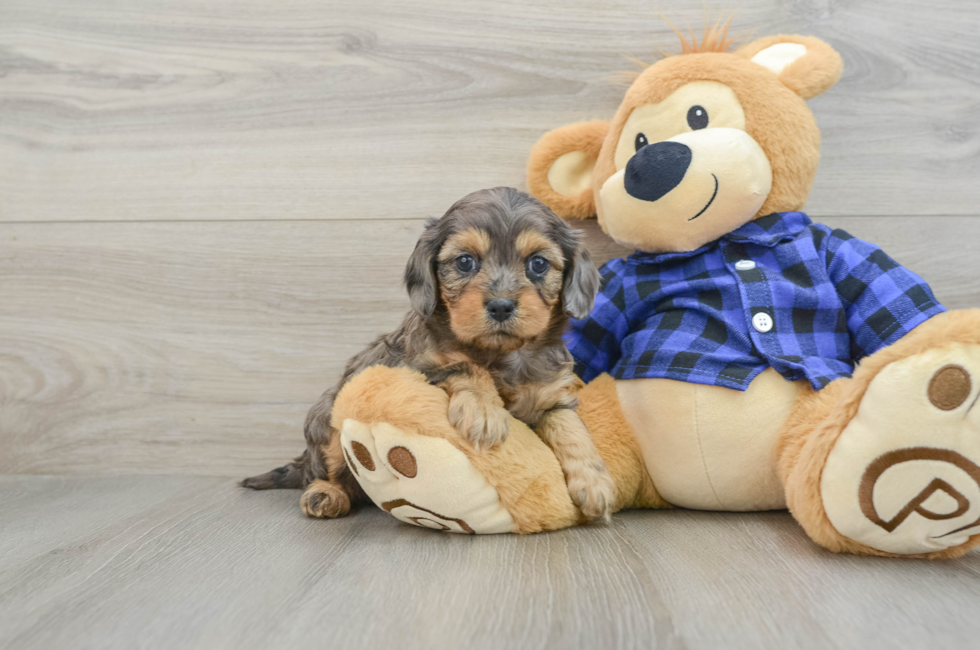 5 week old Cavapoo Puppy For Sale - Premier Pups