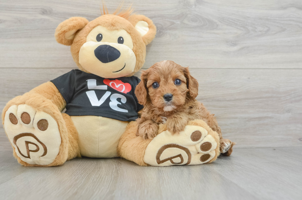 5 week old Cavapoo Puppy For Sale - Premier Pups