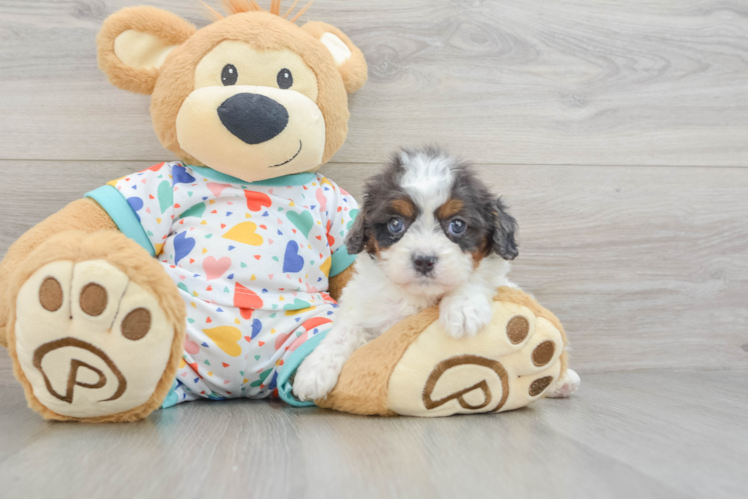 Cavapoo Pup Being Cute