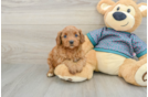 Energetic Cavoodle Poodle Mix Puppy