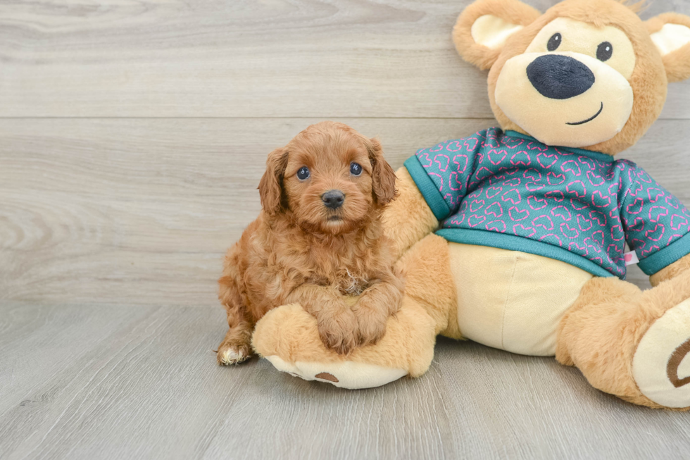 Energetic Cavoodle Poodle Mix Puppy