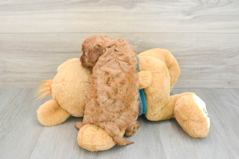 Energetic Cavoodle Poodle Mix Puppy