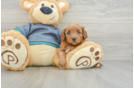 Friendly Cavapoo Baby