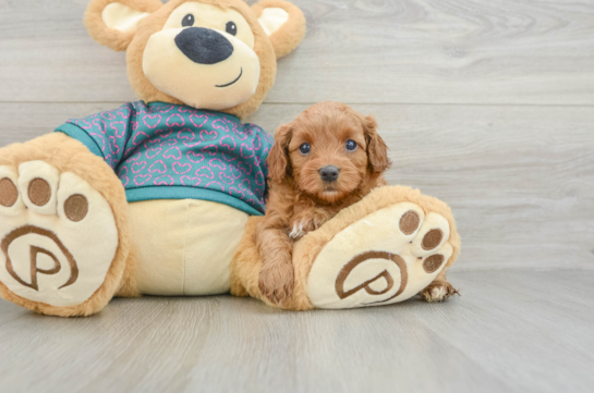 Friendly Cavapoo Baby