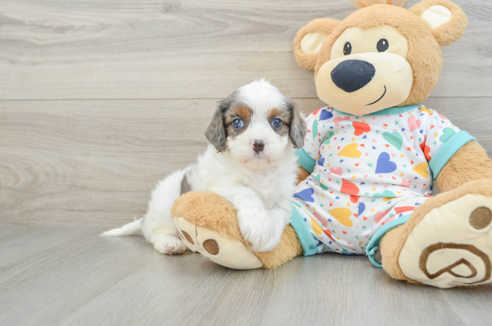 6 week old Cavapoo Puppy For Sale - Premier Pups