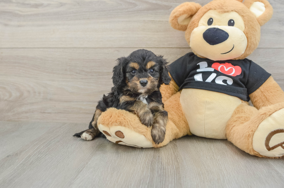 7 week old Cavapoo Puppy For Sale - Premier Pups