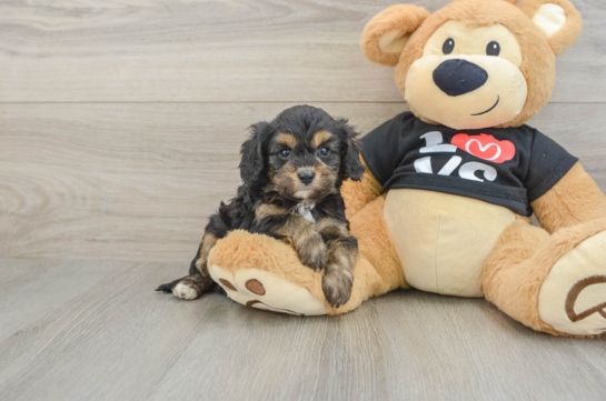 Popular Cavapoo Poodle Mix Pup