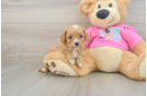 Cavapoo Pup Being Cute