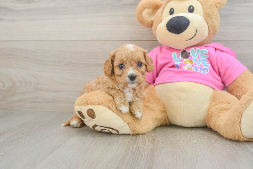 Cavapoo Pup Being Cute