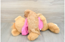 Best Cavapoo Baby
