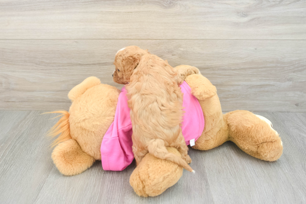 Best Cavapoo Baby