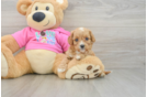 Cavapoo Pup Being Cute