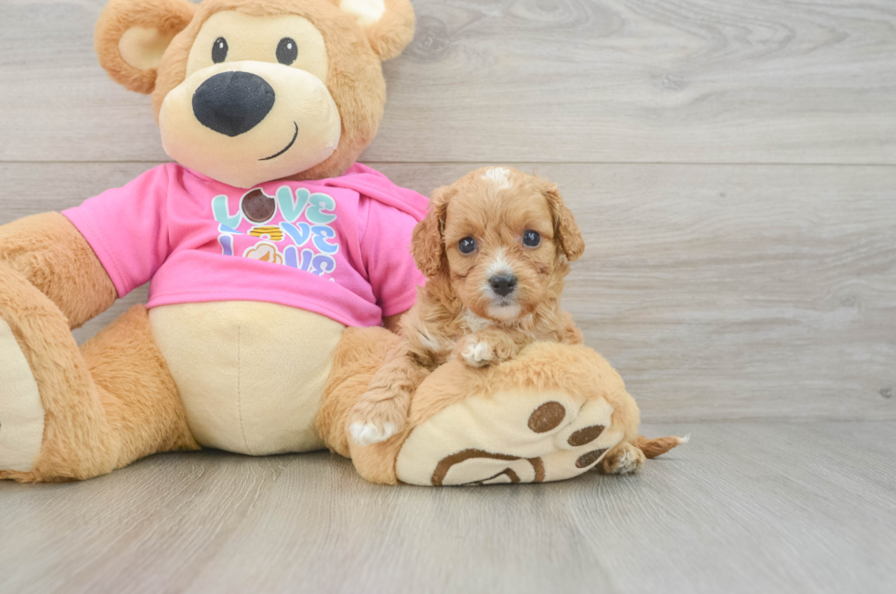 6 week old Cavapoo Puppy For Sale - Premier Pups