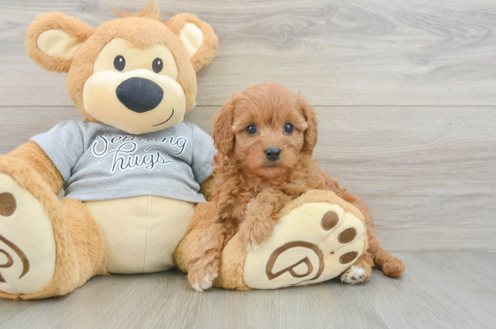 5 week old Cavapoo Puppy For Sale - Premier Pups