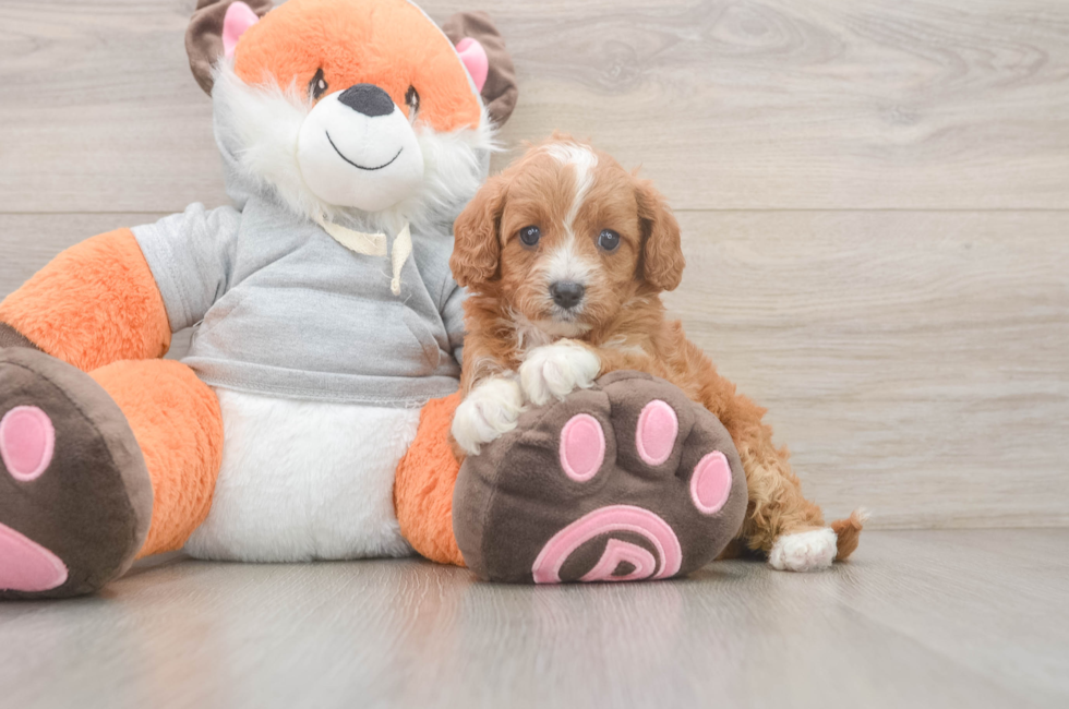 5 week old Cavapoo Puppy For Sale - Premier Pups