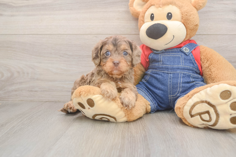 5 week old Cavapoo Puppy For Sale - Premier Pups