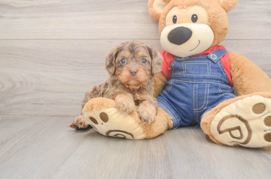 Energetic Cavoodle Poodle Mix Puppy