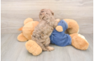 Popular Cavapoo Poodle Mix Pup