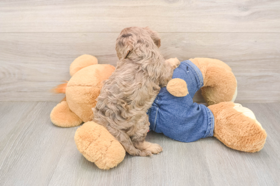 Popular Cavapoo Poodle Mix Pup