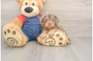 Cavapoo Pup Being Cute