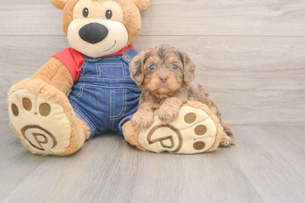 Cavapoo Pup Being Cute