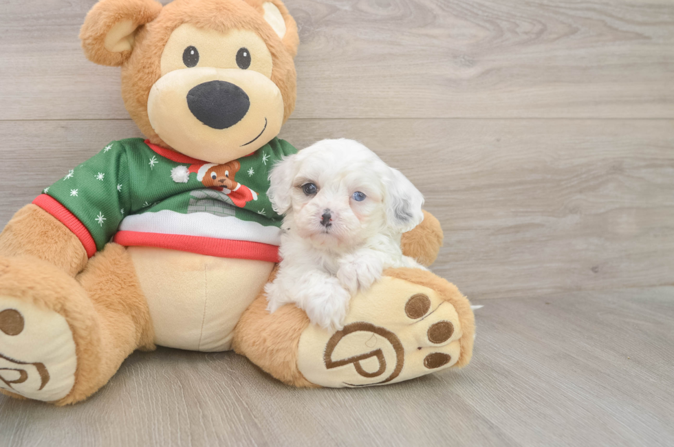 5 week old Cavapoo Puppy For Sale - Premier Pups