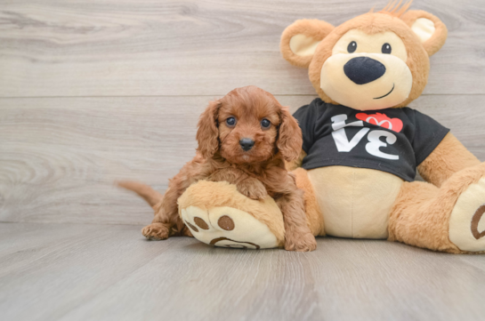 Fluffy Cavapoo Poodle Mix Pup