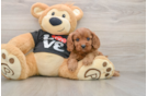 Cute Cavapoo Baby