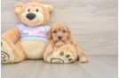 Cavapoo Pup Being Cute