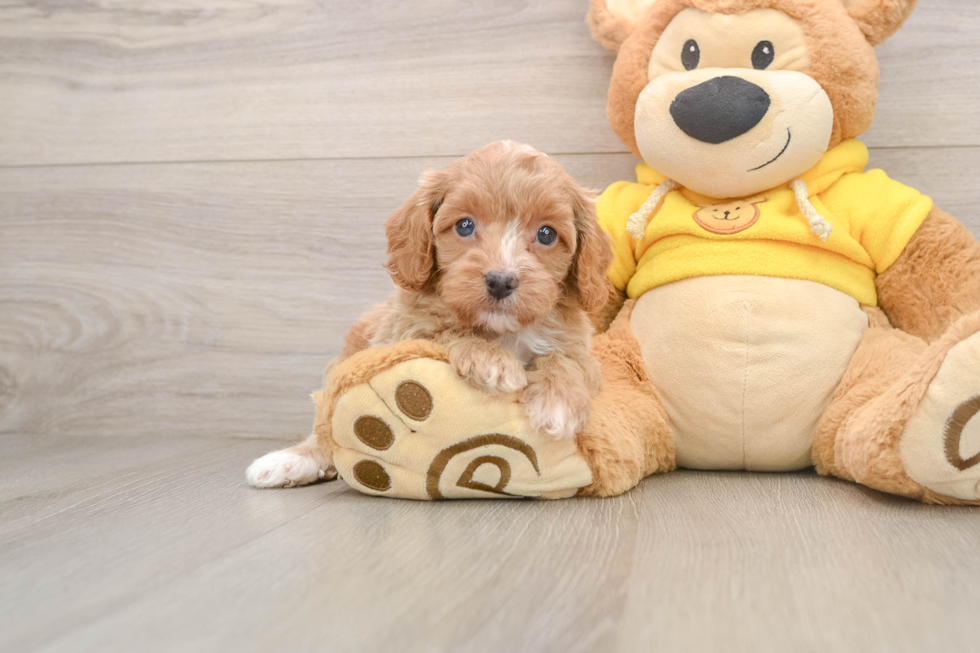 Best Cavapoo Baby