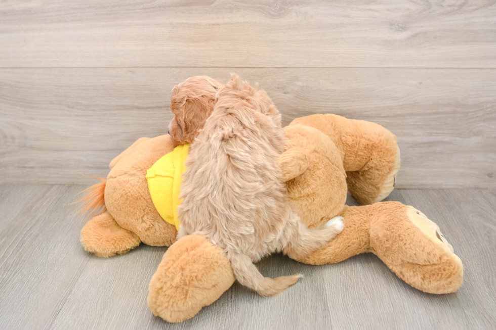 Cavapoo Puppy for Adoption