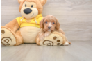 Best Cavapoo Baby