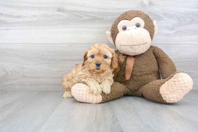 Adorable Cavoodle Poodle Mix Puppy