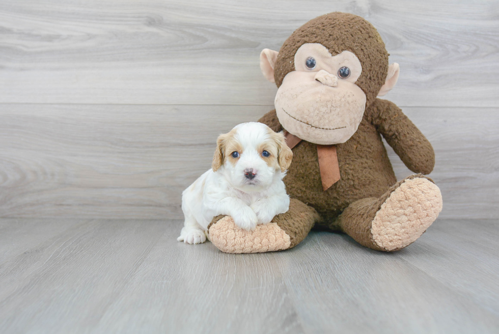 Best Cavapoo Baby