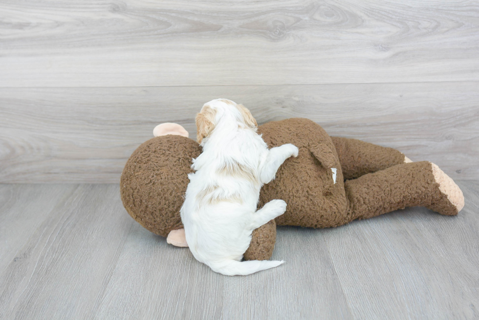 Cavapoo Pup Being Cute