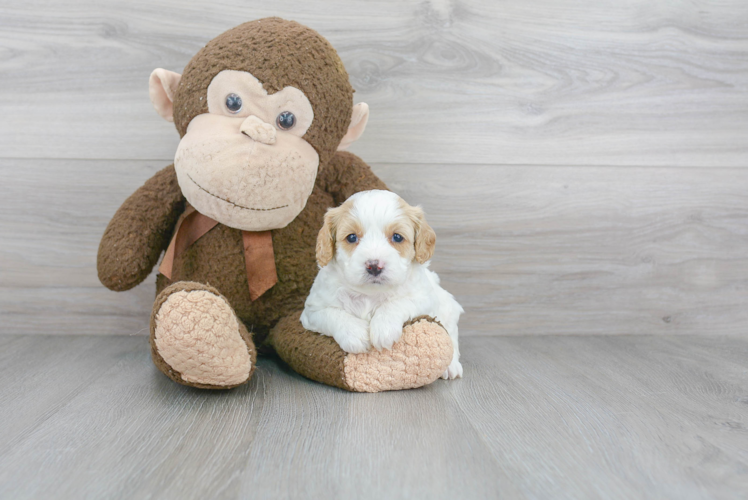 Happy Cavapoo Baby