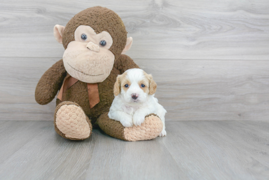 Happy Cavapoo Baby