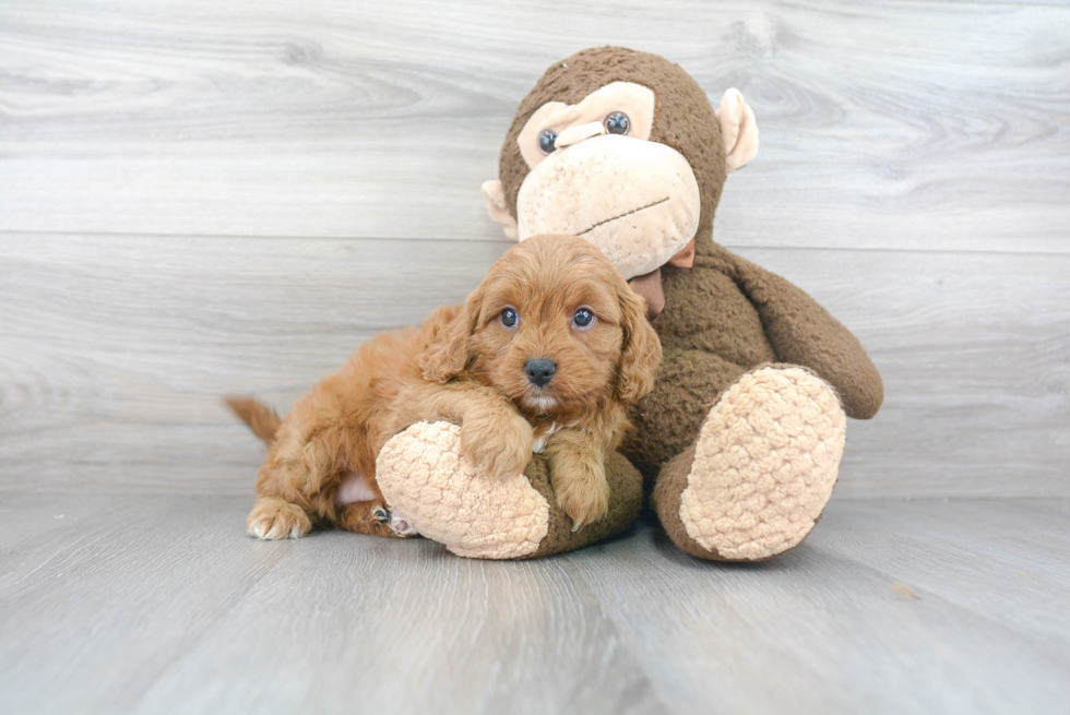 Cavapoo Puppy for Adoption