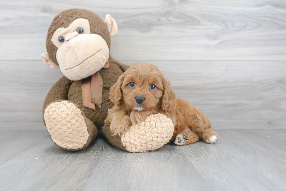 Cute Cavapoo Baby