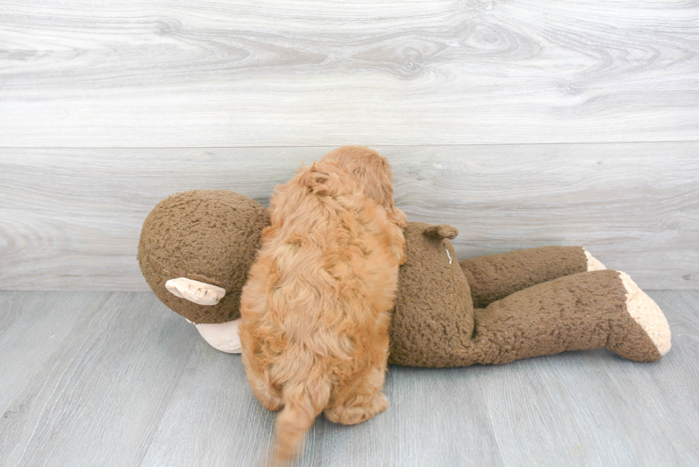 Cavapoo Pup Being Cute