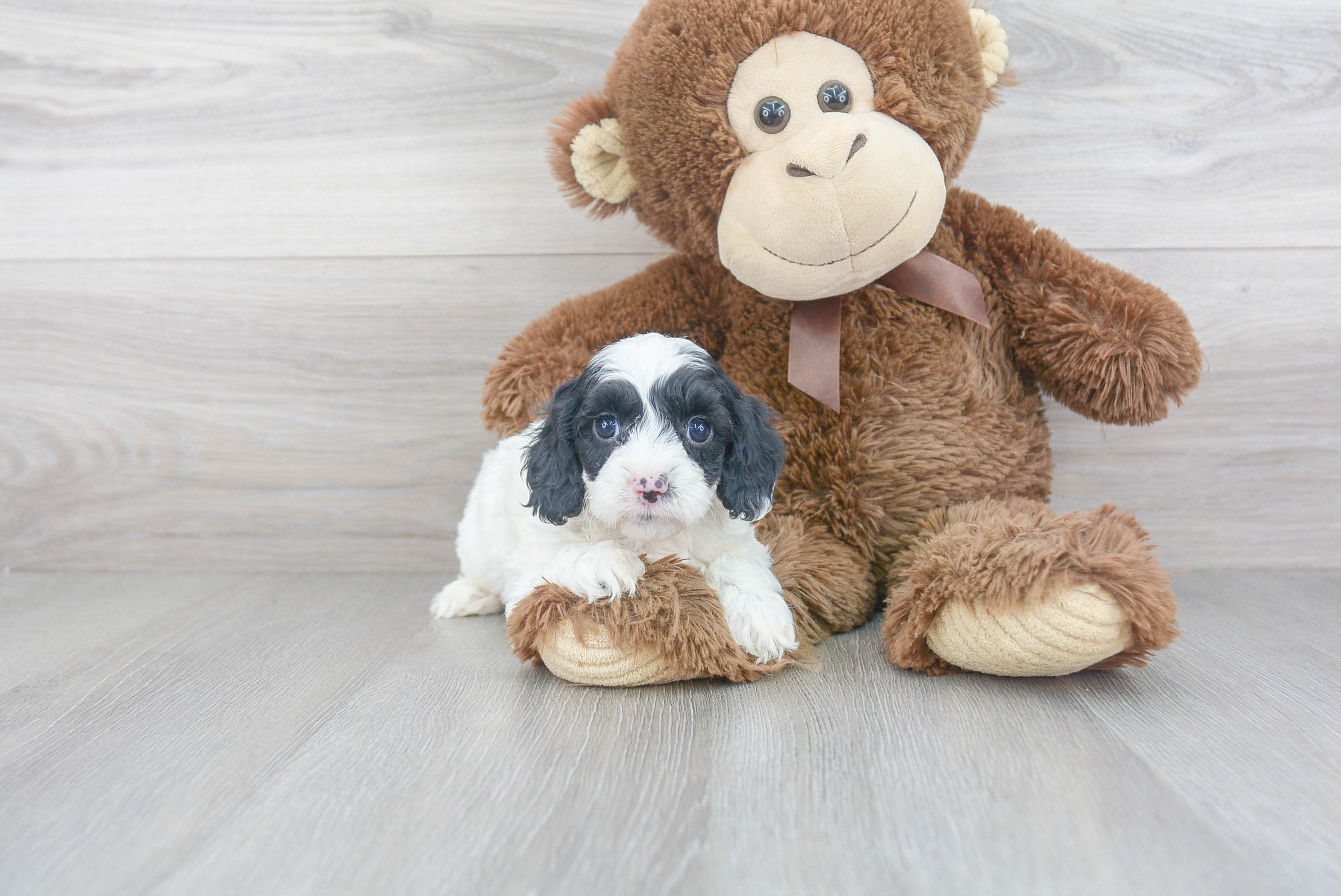 Best Cavapoo Baby