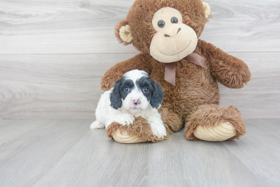 Best Cavapoo Baby