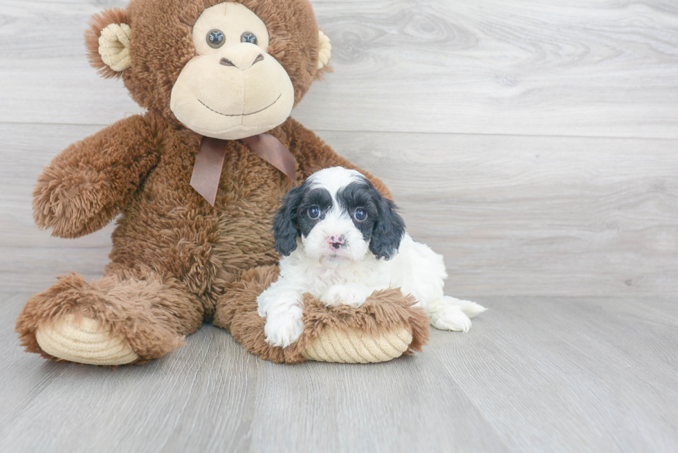 Cavapoo Puppy for Adoption