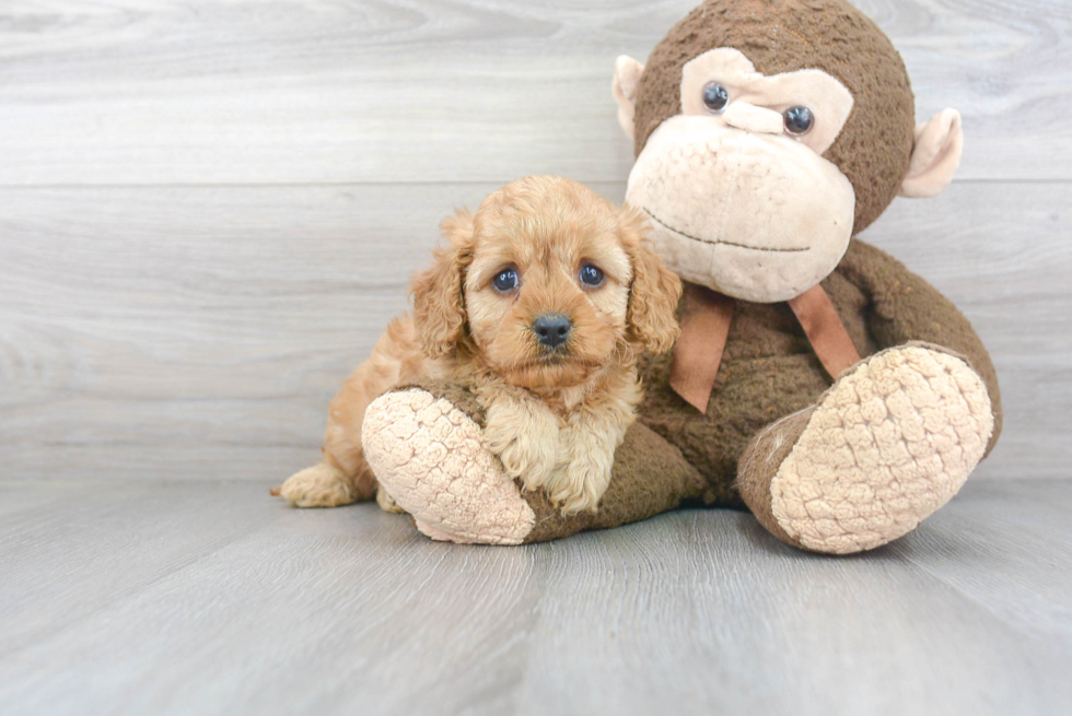 Small Cavapoo Baby