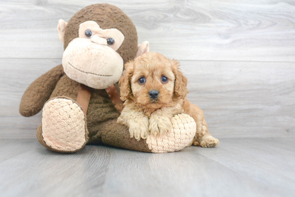 Cute Cavapoo Baby