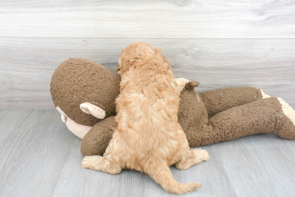 Cavapoo Pup Being Cute