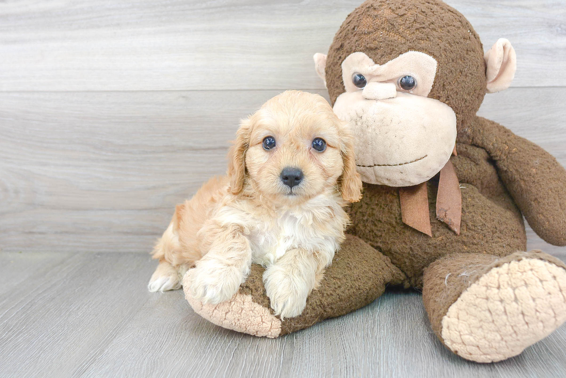 Best Cavapoo Baby