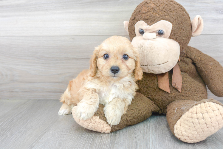 Best Cavapoo Baby