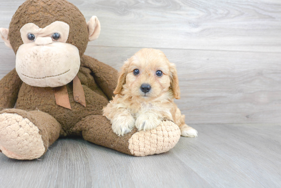 Hypoallergenic Cavoodle Poodle Mix Puppy