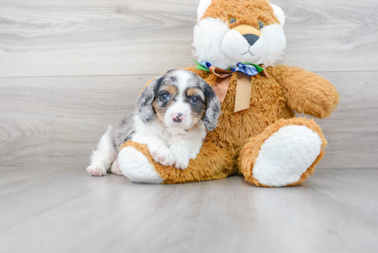 Cavapoo Pup Being Cute